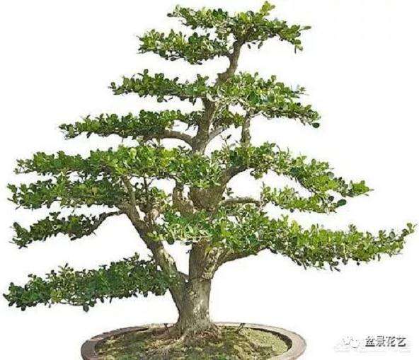 金枝玉叶做成盆景有哪些比较好的造型