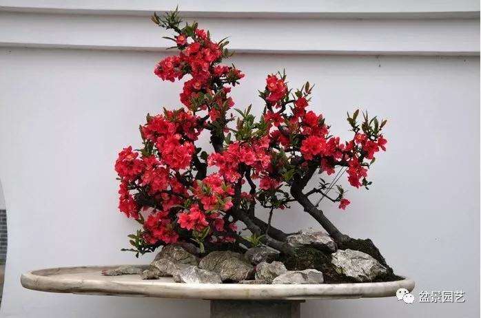 海棠花盆景怎么栽培的6个技术