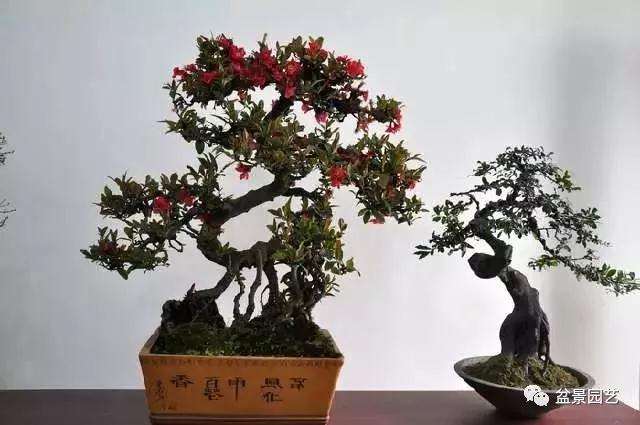 海棠花盆景怎么栽培的6个技术