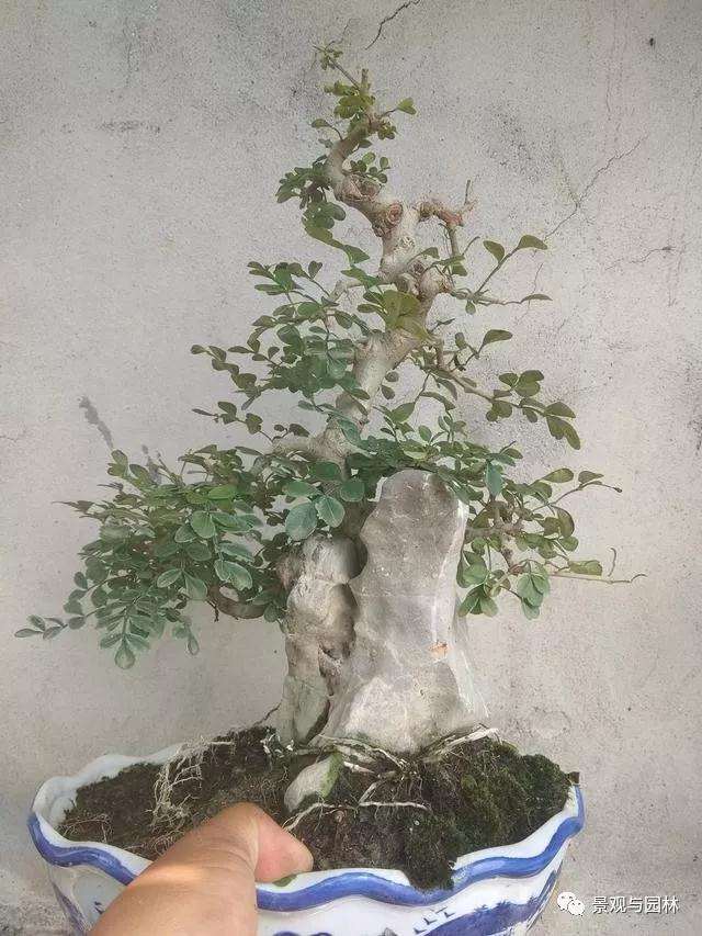 夏季怎么给盆景浇水的5个技巧