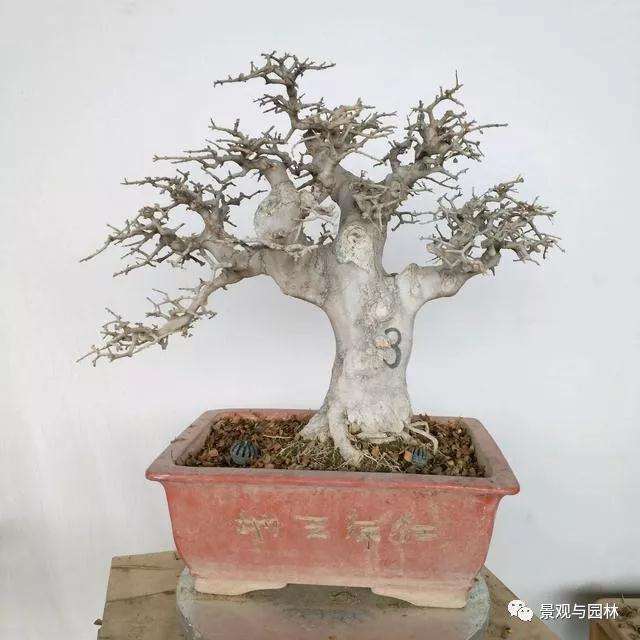 夏季怎么给盆景浇水的5个技巧