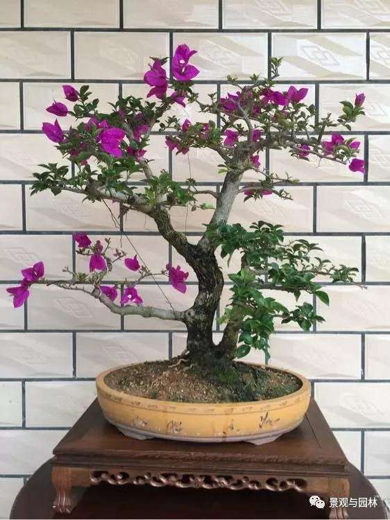 夏季怎么给盆景浇水的5个技巧