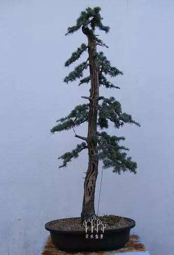 关于盆景怎么用土的方法