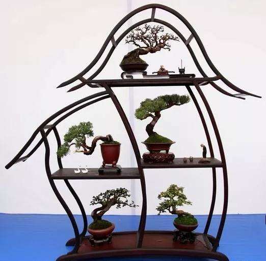 植物盆景常见的害虫及其防治方法