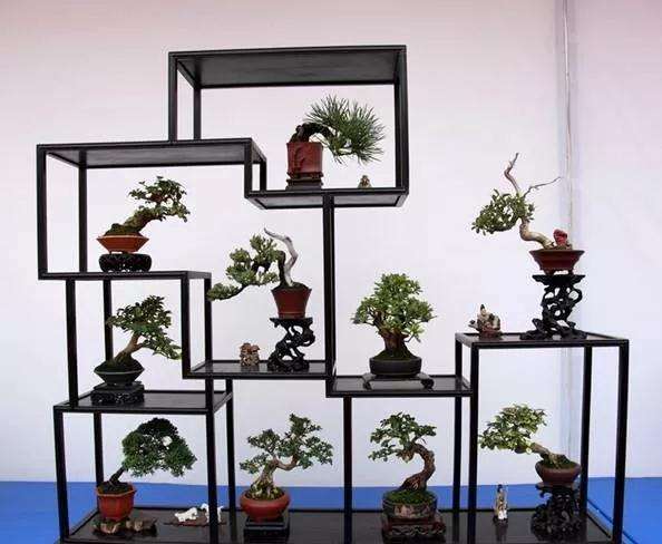 植物盆景常见的害虫及其防治方法