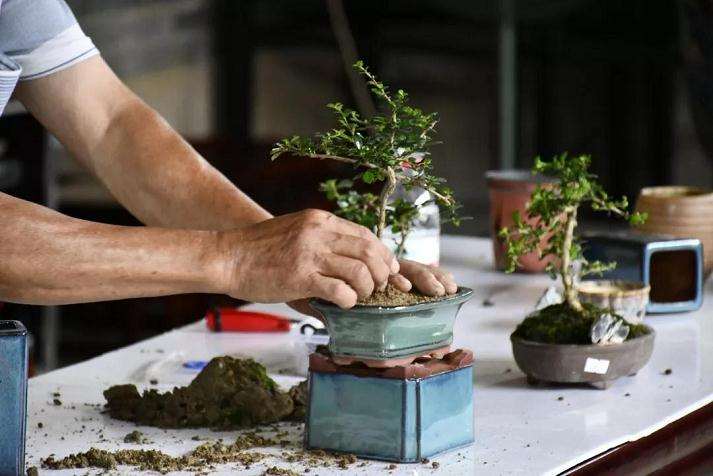 盆景栽培课堂活动回顾