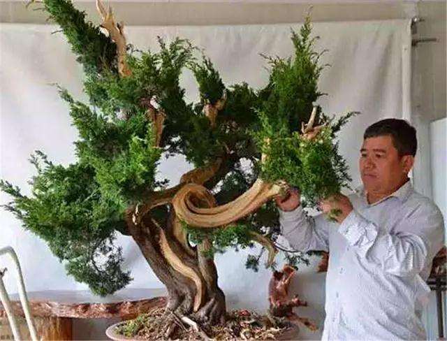 盆景嫁接怎么芽接补根的方法