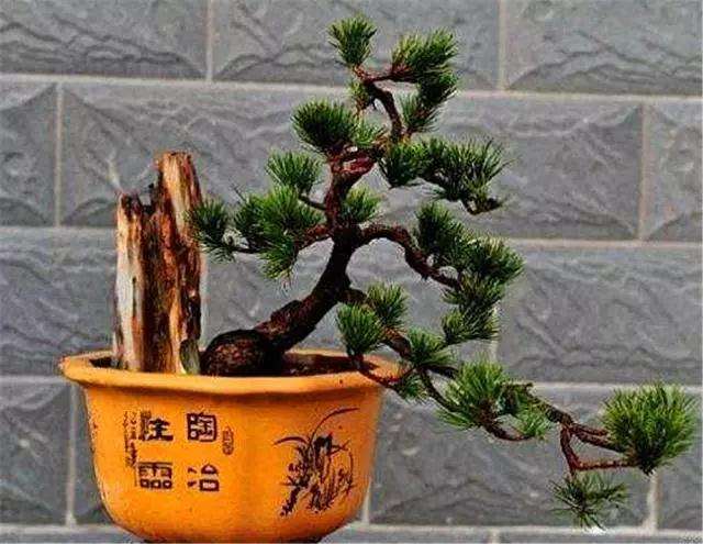 盆景嫁接怎么芽接补根的方法