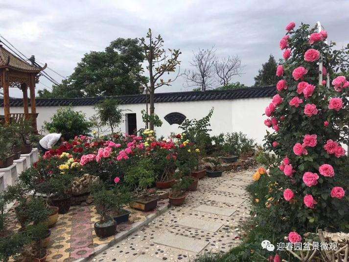 迎春园盆景微观宣传图册设计