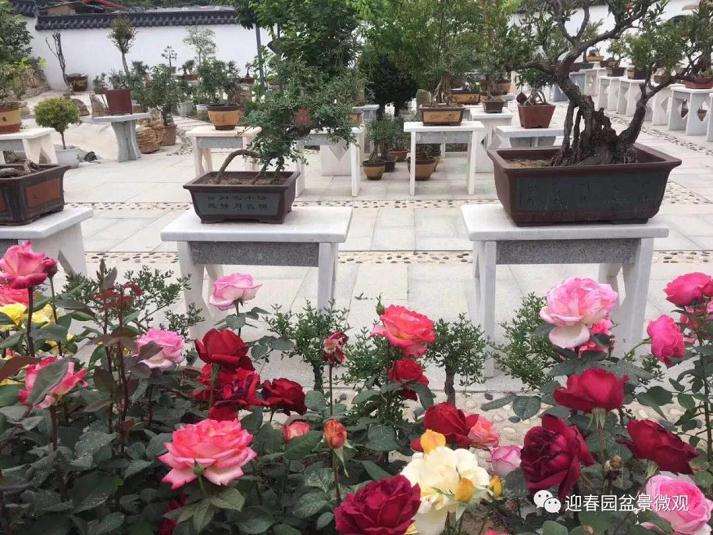 迎春园盆景微观宣传图册设计