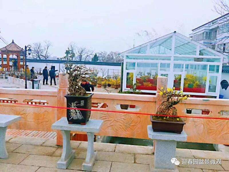 迎春园盆景微观宣传图册设计