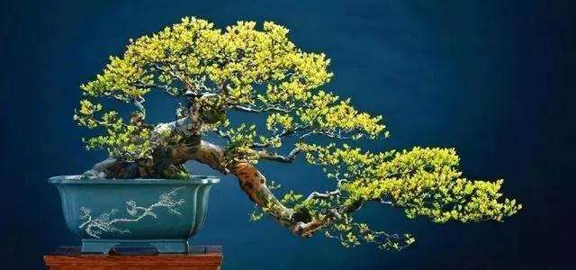 教你如何制作家庭雀梅盆景?