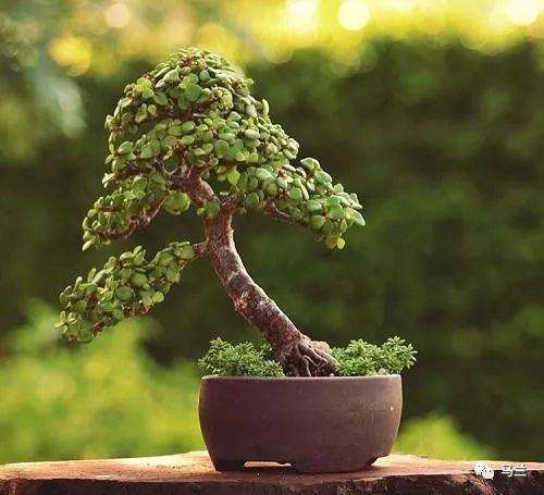 金枝玉叶盆景怎么上盆养护的方法