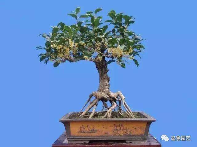 夏季盆景枝条怎么修剪的方法