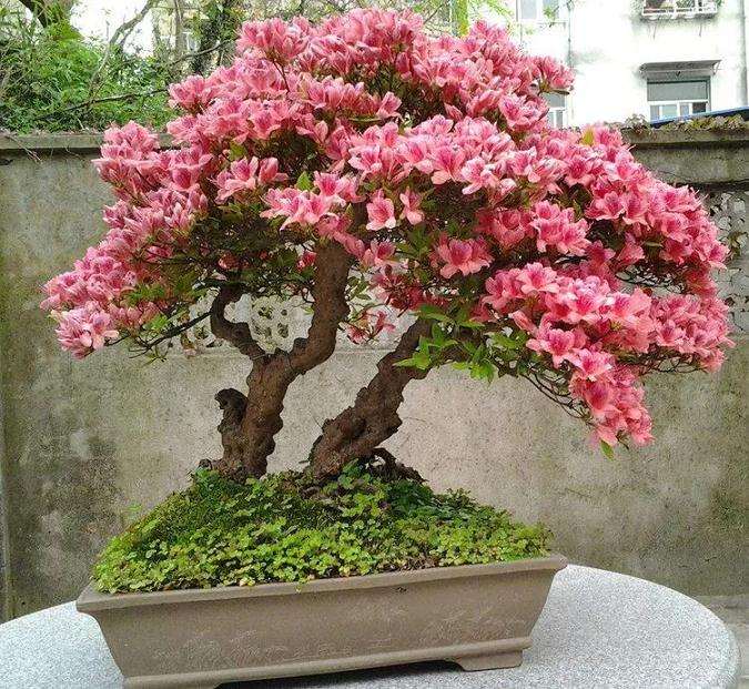 盆景修剪有哪些技巧 图片