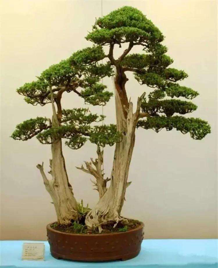 盆景修剪有哪些技巧 图片