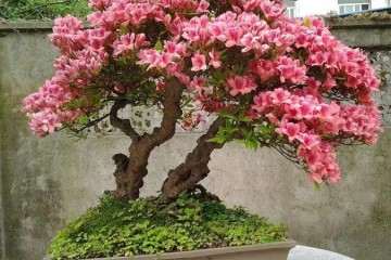 盆景修剪有哪些技巧 图片