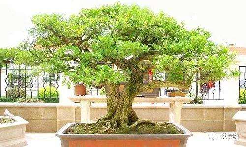 黄杨盆景有什么养护要点