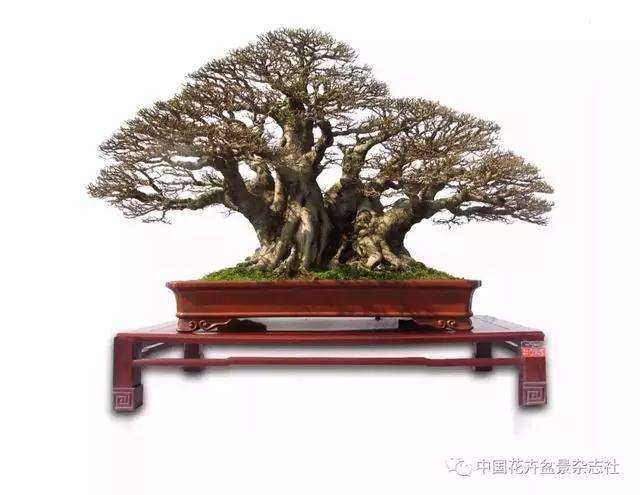 谈谈树木盆景造型中的结顶