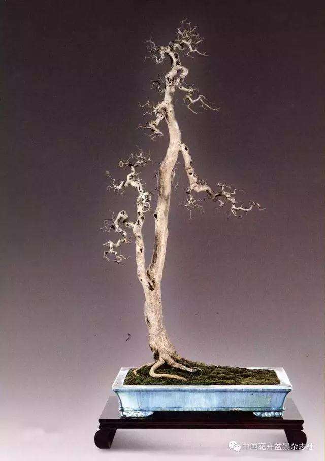 谈谈树木盆景造型中的结顶