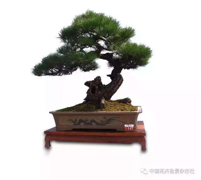 谈谈树木盆景造型中的结顶