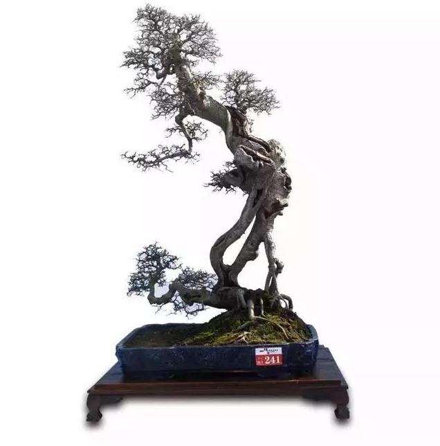 谈谈树木盆景造型中的结顶