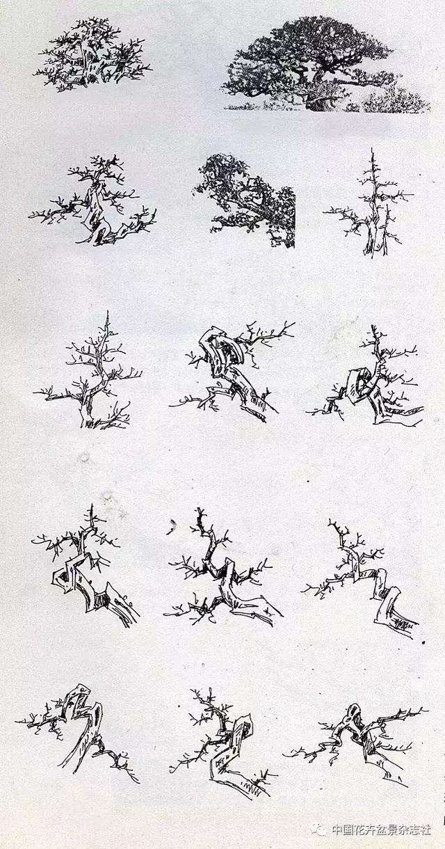 谈谈树木盆景造型中的结顶