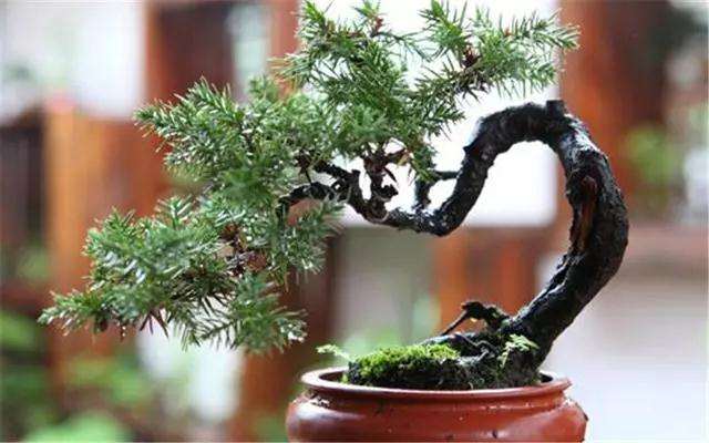 黑松盆景怎么浇水施肥的方法