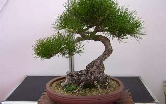 黑松盆景怎么浇水施肥的方法