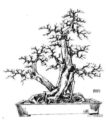 怎样确定盆景的截桩高度