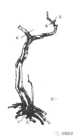 怎样确定盆景的截桩高度