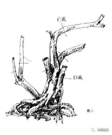 怎样确定盆景的截桩高度