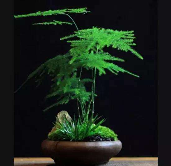 文竹盆景为何总是叶子发黄