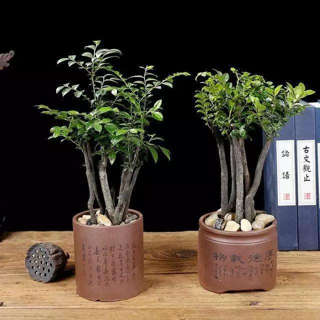 小叶紫檀盆景换盆后大量掉叶子