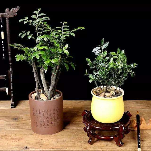 小叶紫檀盆景换盆后大量掉叶子