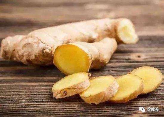 生姜盆景怎么栽种造型的方法