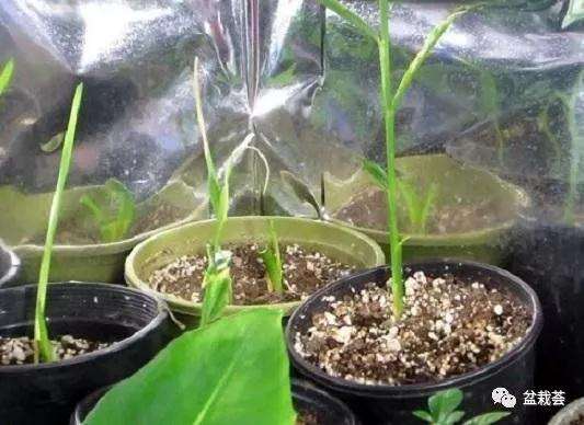 生姜盆景怎么栽种造型的方法