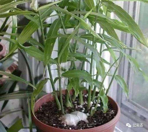 生姜盆景怎么栽种造型的方法
