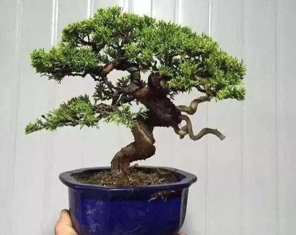 五针松盆景怎么选盆选土的方法