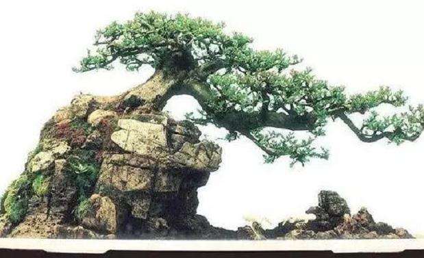 欣赏对节白蜡盆景用这5个方法