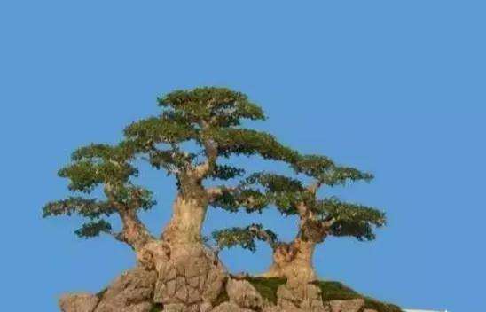 欣赏对节白蜡盆景用这5个方法