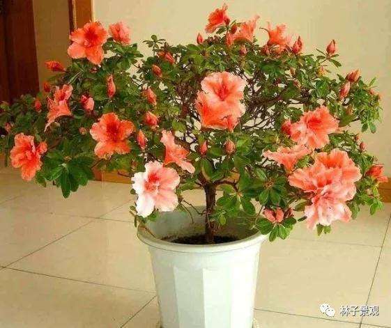 室内杜鹃盆景怎么浇水养护的方法