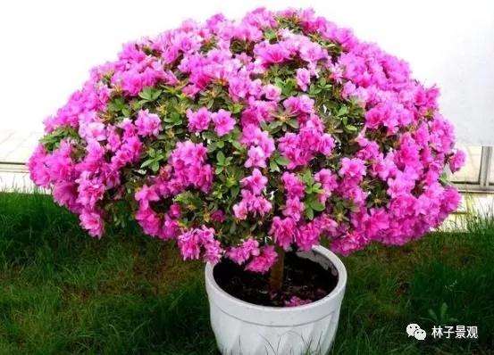 室内杜鹃盆景怎么浇水养护的方法