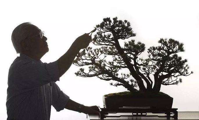 高干山橘盆景林桩怎么改作的方法