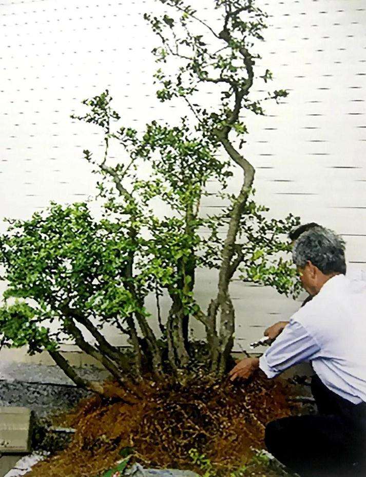 高干山橘盆景林桩怎么改作的方法