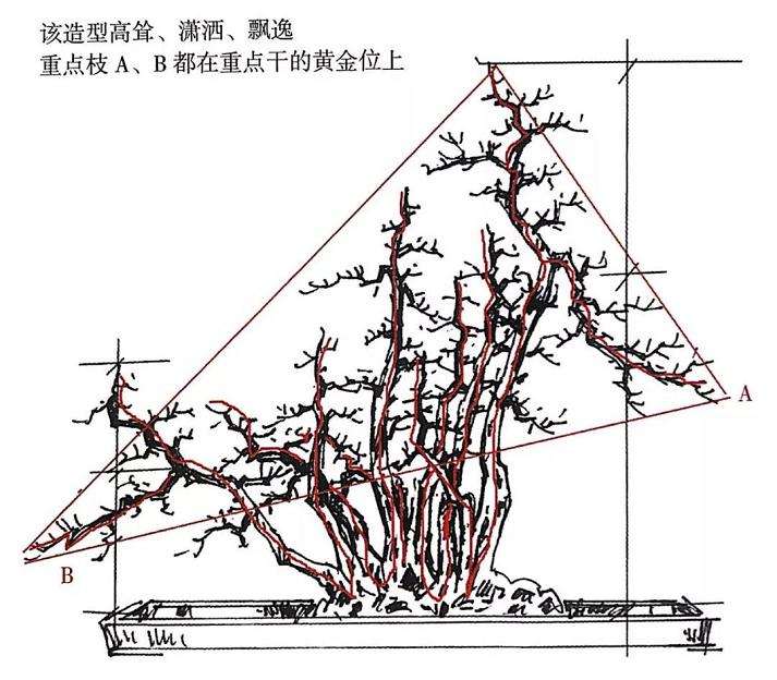 高干山橘盆景林桩怎么改作的方法