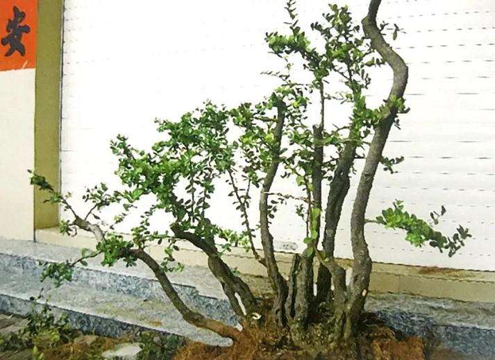 高干山橘盆景林桩怎么改作的方法