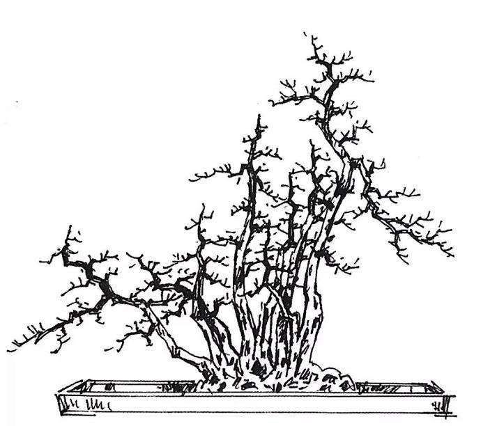 高干山橘盆景林桩怎么改作的方法