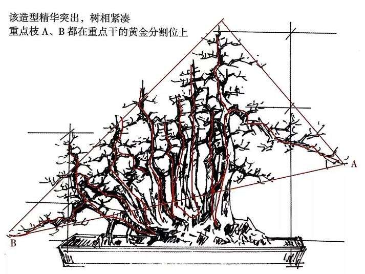 高干山橘盆景林桩怎么改作的方法