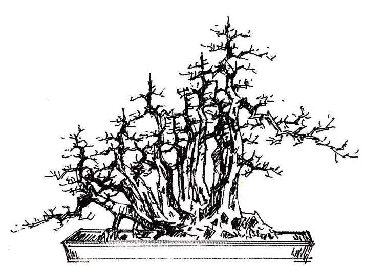 高干山橘盆景林桩怎么改作的方法